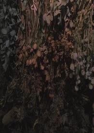 雀鸟怎样搧翅覆雏
