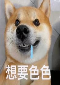 青梅竹马打一个准确生肖是狗