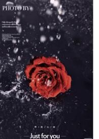 玫瑰花保养手册恋与深空同人 小鱿鱼