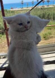 oceansapartdayafterday歌曲