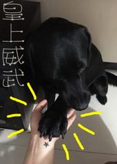 皇上威武图片