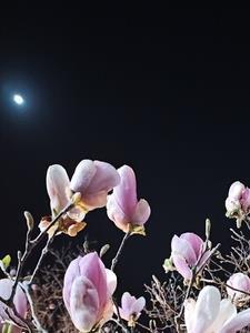 佳期如梦片头曲