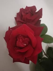 牛郎被冤大头逆袭