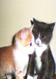 娇小姐的七零年代穿书免费阅读