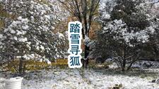 黑狐王的真面目