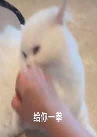 喵喵1v1 peiskon