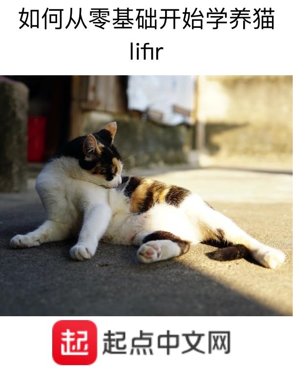 养猫初学者必备