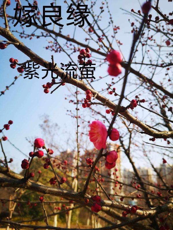 重生错嫁良缘