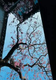 男宠公主文
