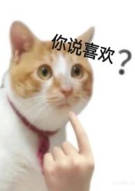 爱不起np
