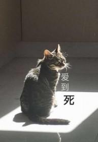 爱到死不如做到死阅读