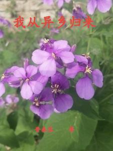 来到异乡