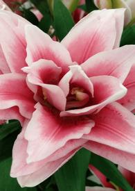 花开无叶叶生无花的意思