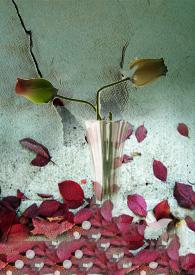 一朝风雨最正确的生肖