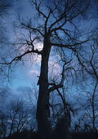 魔环副本怎么打