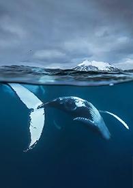 下沉式卫生间用什么回填好