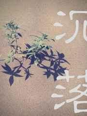 斗罗大陆女神的沉落