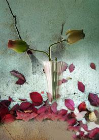 雁双飞有声教唱歌词歌谱