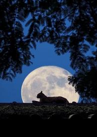 月光熠熠[先婚后爱