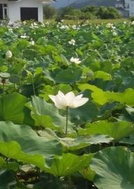 花神在天界是什么等级