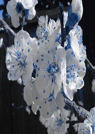 春秋鼎盛是什么意思