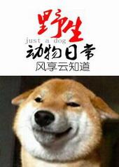 野生动物的日常 风享云知道