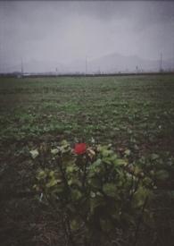 最后一个冬天读后感受20字