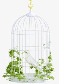 金丝雀宠主日常